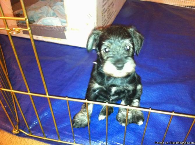 Miniature Schnauzer Puppies! - Price: 500