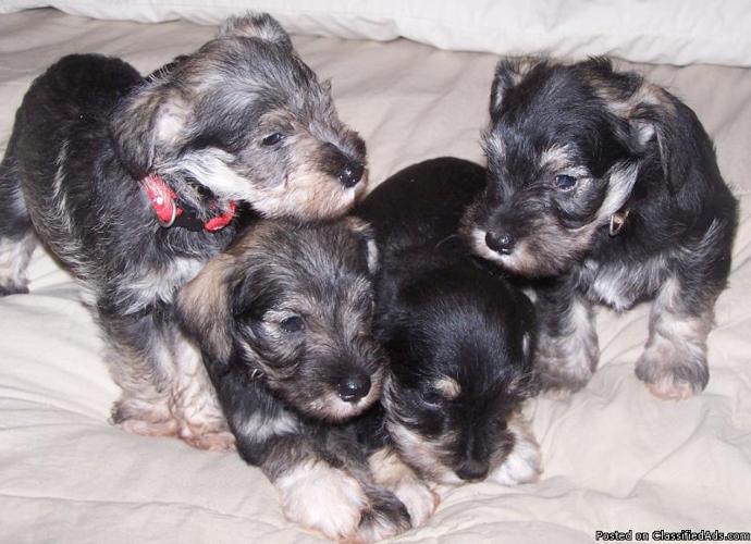 Miniture Schnauzer Puppies - Price: $500 - $700