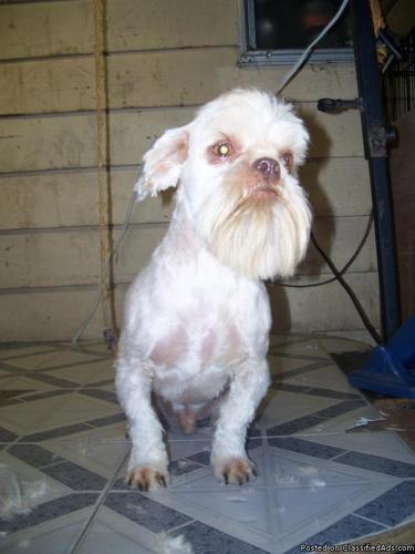 Need Your dog groomed - Price: neg