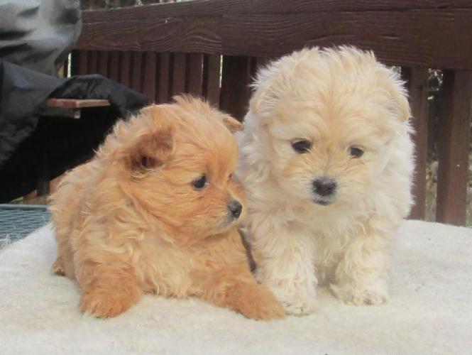 Pamayork Puppies For Sale