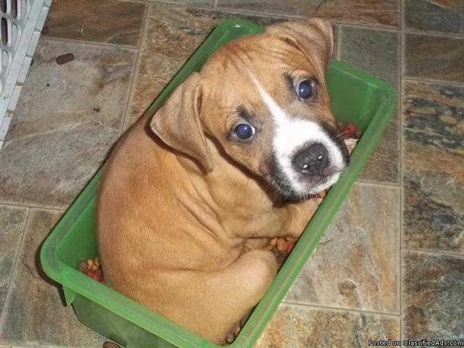 Pitbull Puppies - Price: $400