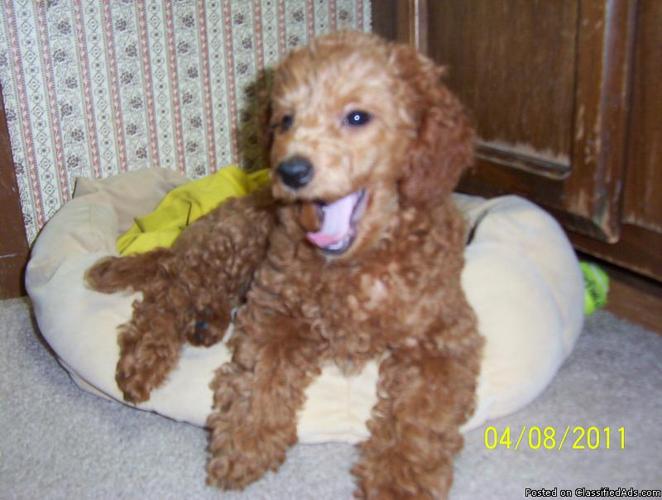 Poodle Puppies - AKC Red Miniatures - Price: 500