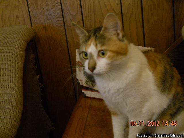 Prissy, a lovely kitty