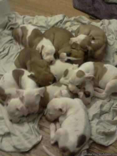 Pure bred American Bulldog pups 9 weeks old house trained and all! - Price: 250-300.