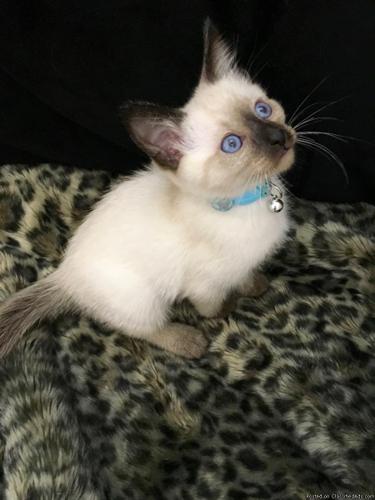 Purebred Seal Point Siamese Kittens ~ Male & Female
