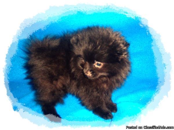 Purebred Toy Pomeranian Puppy, 10 Weeks Old