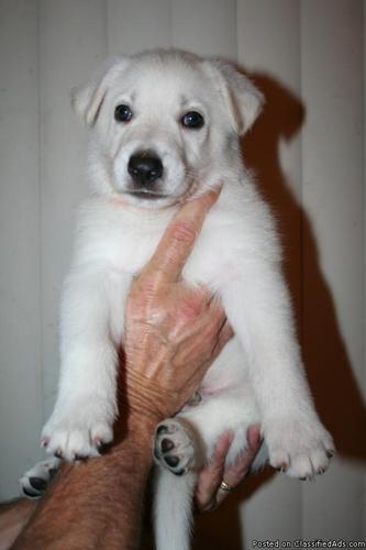 Quality AKC White German Shepherd Puppies - Price: 950.00