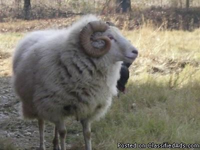 Rams and farm animales 4 sale - Price: $5 to $150