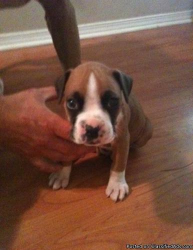 Registered Boxer Puppy - Price: 300.00
