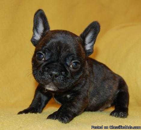Registered French Bulldog puppies.///