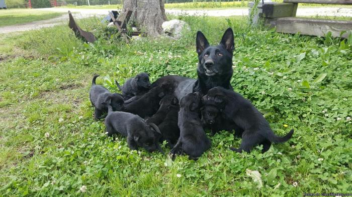 Registered German Shepherd pups
