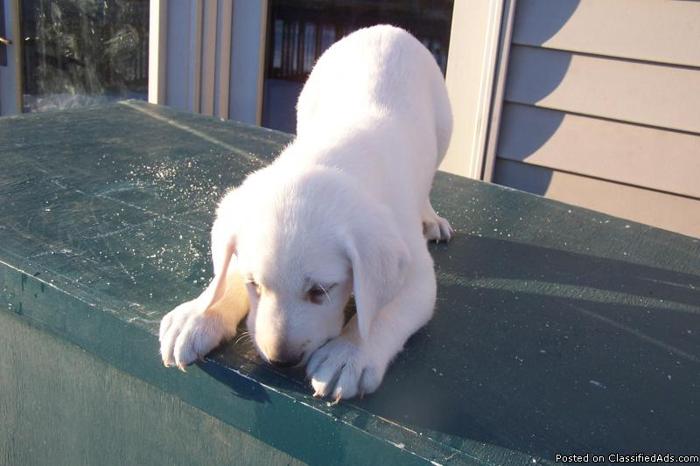 Registered White Lab Puppies - Price: 375.00