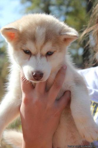 Siberian Husky PUPPY FEMALE FOR SALE - Price: 500