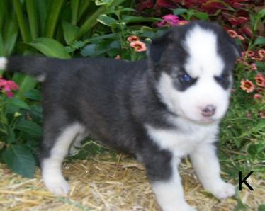 smiling cute Siberian husky puppies for adoption - Price: 250