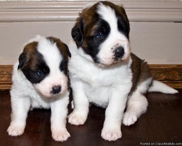St. Bernard Puppies - Price: 600.00