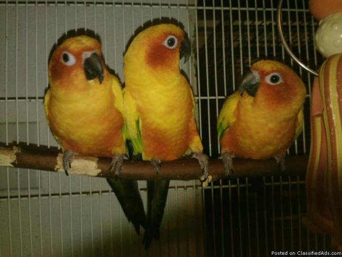 SUN CONURES! Adult Breeder Males-EX-Large-Deep Orange ready to Pair Up and Produce!