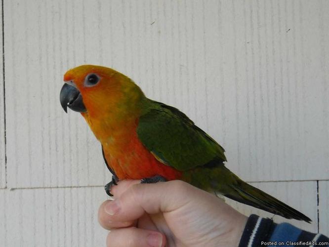 Tame Baby Jenday Conure Parrot w/ New Cage - Price: 400.00
