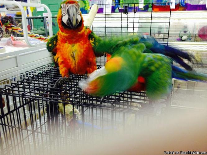 Tamed Quaker Parrots for sale now