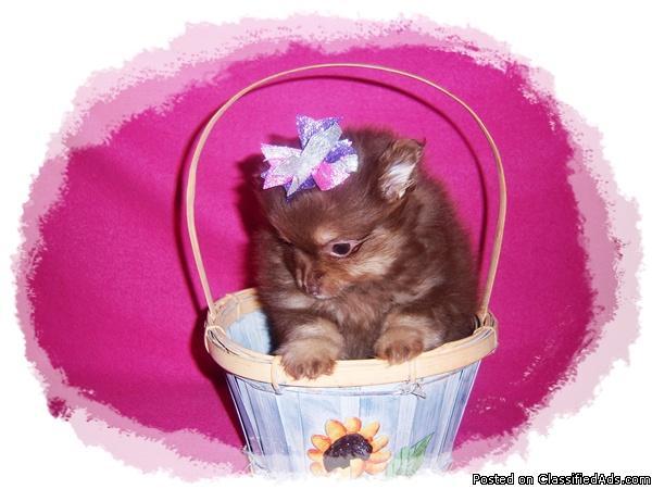 Teacup Pomeranian Puppy Girl, Rare Chocolate & Tan