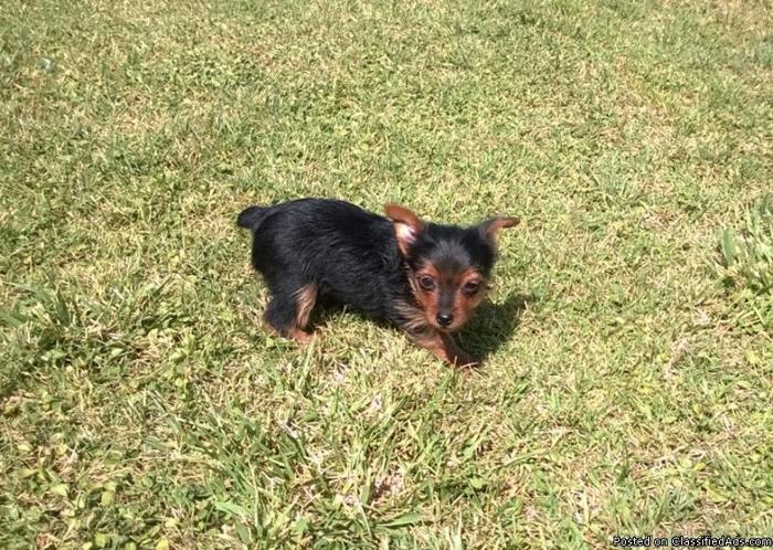 Teacup/Toy Chorkie Puppy , Ready Now