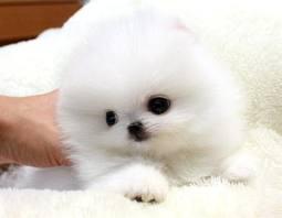**Tiny Teacup Pomeranian Puppies For Adoption**
