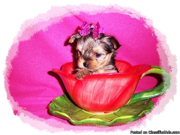 Tiny Toy Yorkshire Terrier Girl Ready June 29th, Yorkie