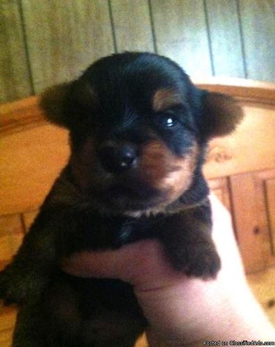 Tiny Yorkie Puppy Ready August 28th