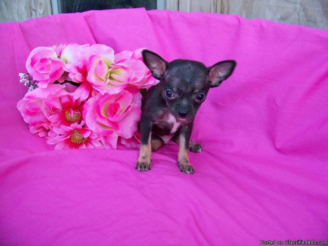 Toy Chihuahua Pups - Price: 175.00