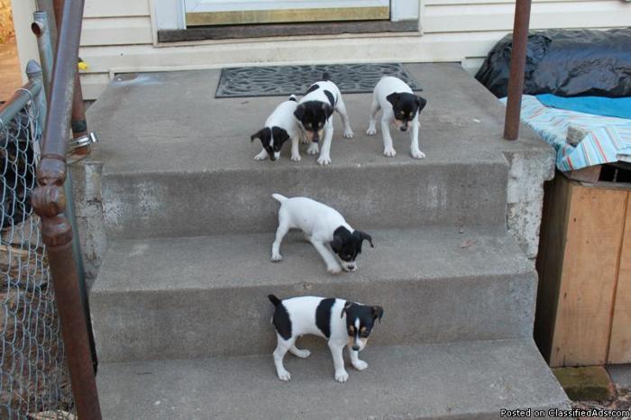Toy Fox Terrier Pups (10 weeks old) - Price: $250 - 350