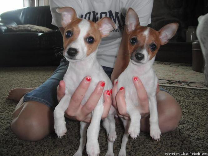 Toy Fox Terriers - Price: 500