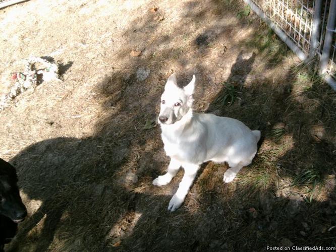 White male German Shepherd Puppy 950.00 - Price: 950.00