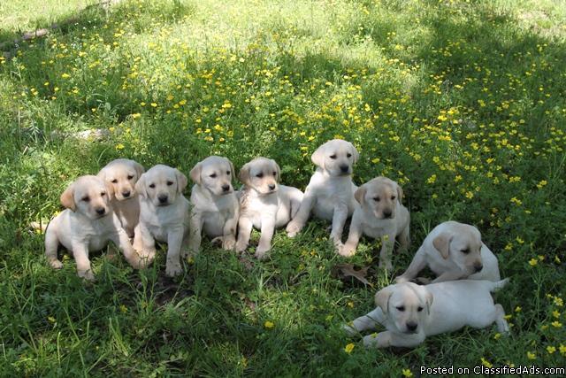 Yellow Lab Puppies - AKC Registered. - Price: $150.00