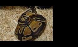 2004 Male and Female 100% het Piebald for sale. &nbsp;Proven breeders. &nbsp;Originally purchased from Peter Kahl. &nbsp;
We are selling our snakes to make time/space for other activities. &nbsp;We have other ball pythons for sale as well, including NERD