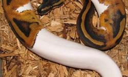 100% piebald and albino ball pythons feed well on frozen rats/mice.2.3ft in length sheds welll,easy to handle.Stunning to look at and yellowing up with every shedd does not come with a set up but i could provide a temporary rub and heat mat.They are great