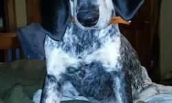 His name is Boone. He's a purple ribbon registered bluetick coonhound. I have had him since December. I would love to keep him but I just don't have enough land. He does best when he's free to rome. He knows how to sit, shake, and lay down. He's good