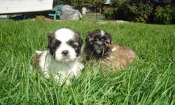 I have (1) female (1) male pure bread Shih Tzu 10 weeks old ready for new home. $300 with out shots .