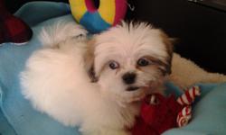 I have one shih poo male for sale , he is up to date with shots , if you interested please call 270 205 4328