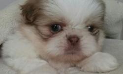 I have one male shih tzu puppy for sale , he is up to date with shots, if you interested please call 270 205 4328