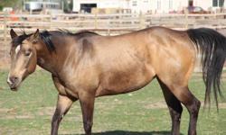 10 Year Old Buckskin Mare, She is a great all around horse. &nbsp;We have used her in the mountains to trail ride, to hunt with, and to pack out wildlife out with. &nbsp;She has been used to move cows, we have thrown a rope around her, she was started on