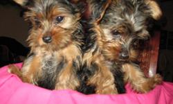 I have 1 female Toy Yorkies that is 10 weeks old..
Have first 2 shots.. Will still need 1 more
Has been de-wormed.
Has United all Breed Registry that comes with a 5 generation pedigree.
Size will be 4 to 6 pounds fully grown.
Born 5-12-2011
She does have
