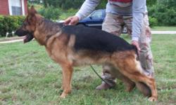 GERMAN Shepherd AKC puppies, Champ blood lines,good temperament also adults available carrillojrz@aol.com 561-881-3326
