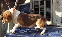 A red and&nbsp; white 13 in beage. Good runing dog. 4 years old