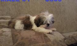 i have 1 shih tzu poodle mix he is 9 weeks old also 1 shih tzu male he is 8 weeks old they have 2 shots and dewormed call for more info at 602 367 6002 ask for tony