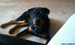A full breed Rottweiler, with papers for sale. GREAT for breeding. He's trained with basic commands, like sit, stay, come, and paw!! He's house trained. He goes by the door to let you know when he has to go. We'll give tons, tons, of pedigree dog food a