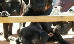 2 awesome cane corso pippies for sale. I male and 1 female (13 weeks old). Both are healthy, strong chocolate mastiff's with brindle spots. Puppies have had all their shots and are very playful,&nbsp;loving and low maintainence dogs (see pics).&nbsp;We
