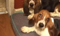 2 female Tri-Color &nbsp;basset hounds, 11 weeks old first shot included.. very friendly , very quite and playfull.&nbsp;