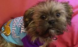 Izzy is a 4 month old female shih tzu. She is a very loveable puppy that loves to cuddle. She will come with her traveling cage, bed, 2 outfits, food, bowls, leash, and shot record. Looking for someone that will show her the same LOVE and CARE as i do. If
