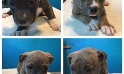 Hello
&nbsp;
I have 4 female pure bred pit bulls, about 3 months old, they have all their UKC registration paperwork and shots. I love this breed and think it is a great dog with the right owner. I want to see these girls go to a good loving home to