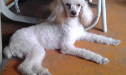 I have a 6 month old Mini Poodle up for adoption. His name is Harly and he is the sweetest puppy ever! He loves to snuggle with you and is definitely a lap dog. He has to be with you where ever you are! Since he is still young he will whine if you are not