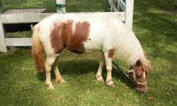 I would like to sell my 7yr. old registered &nbsp;mini mare. She is very gentle and craves human attention. I am&nbsp;making room for my herd of pygmy goats. would consider a trade for a pygmy goat doe of equal&nbsp;quality and value. She is a&nbsp;roan